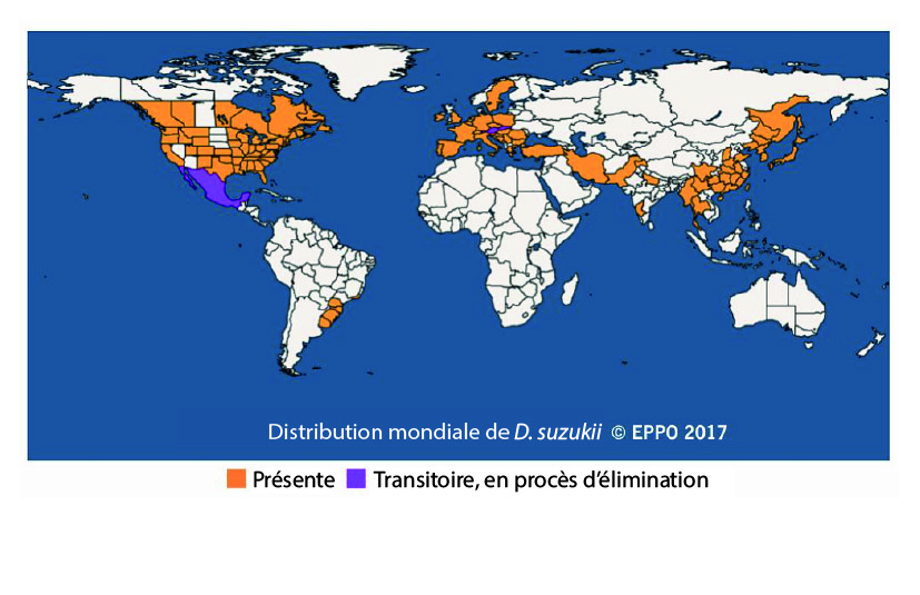 Tipos de frutos
